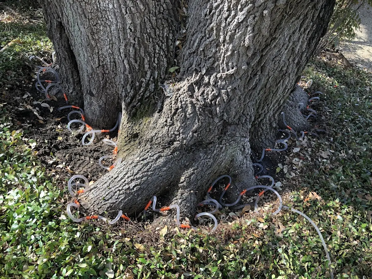 Detailed Tree Cabling and Bracing job site in Sugar Land