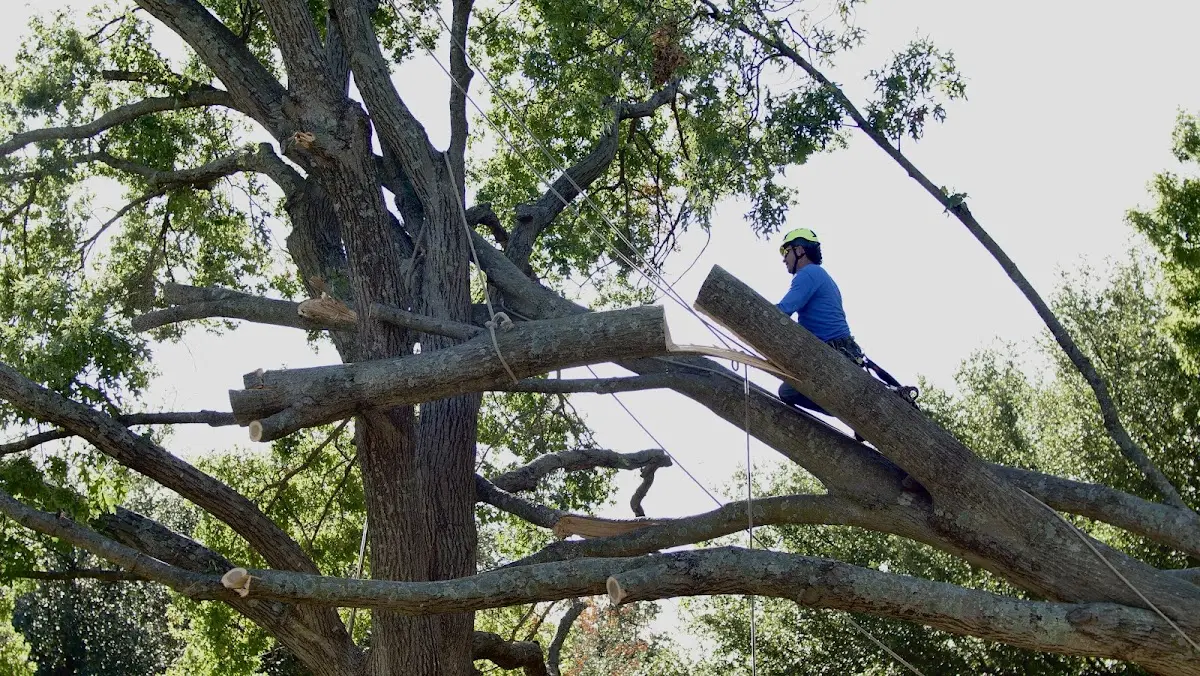 Professional Crown Thinning performed by certified arborists in Sugar Land