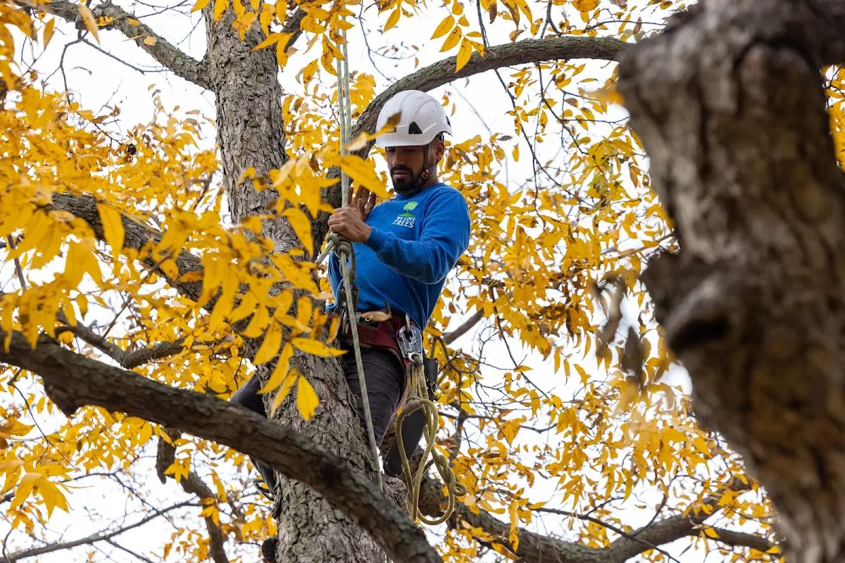 Skilled Tree Planting crew working in Sugar Land